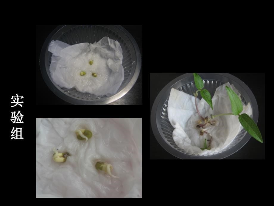 2.种子发芽实验(二)_第5页