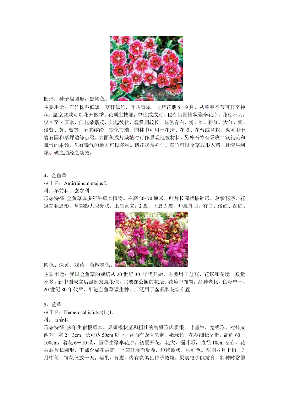【2017年整理】常见露地花卉50种_第2页