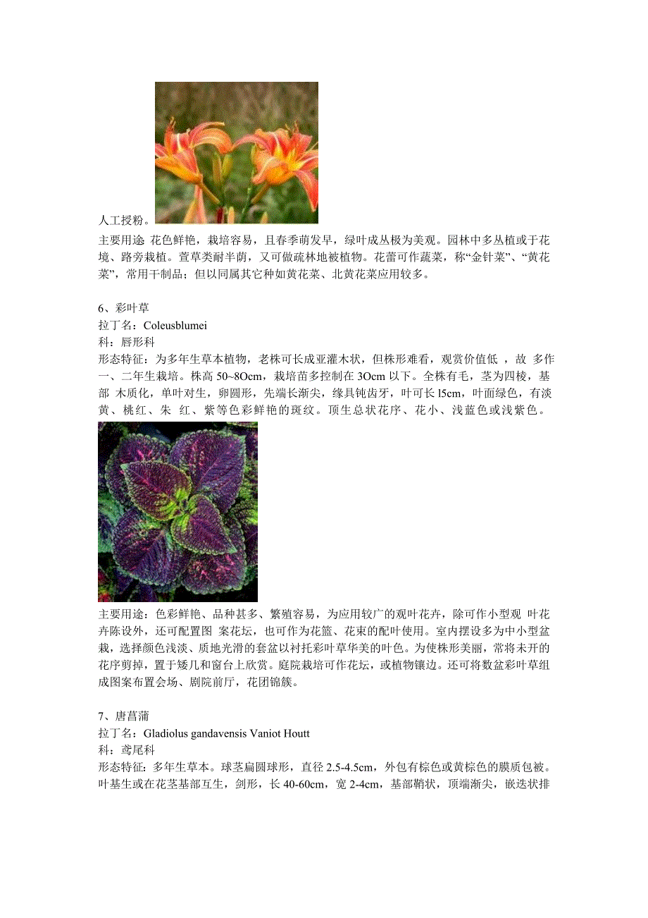 【2017年整理】常见露地花卉50种_第3页