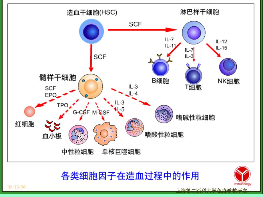 CD分子和粘附分子_第4页