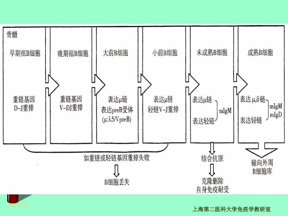 CD分子和粘附分子_第5页