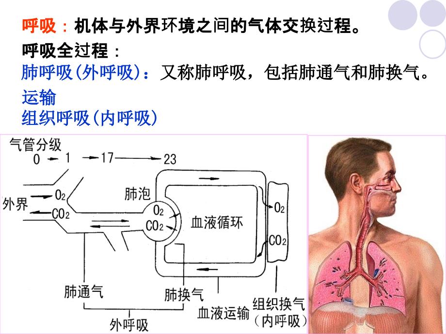 【2017年整理】第七章   呼吸系统疾病的体育康复_第2页