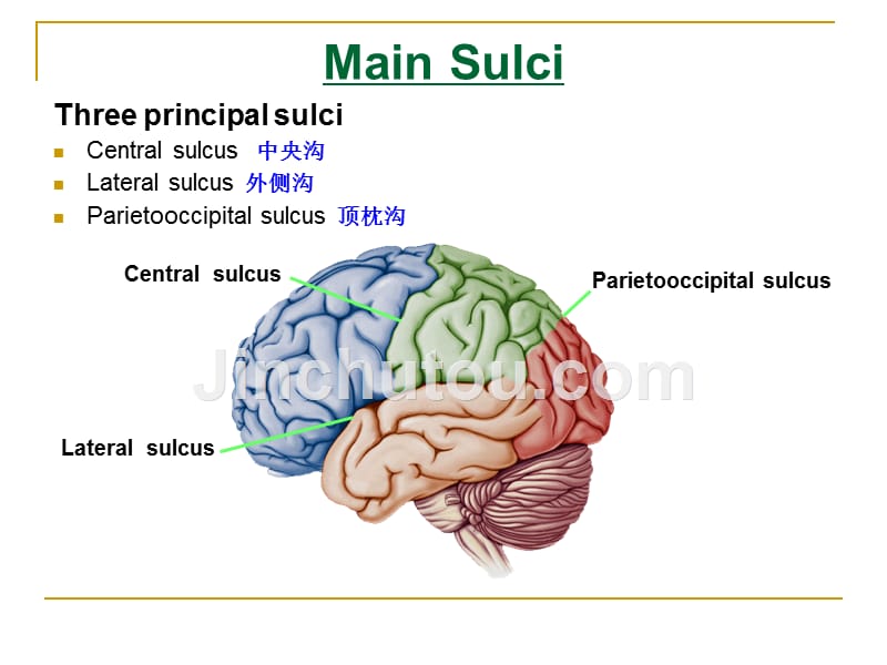 The Telencephalon_第3页