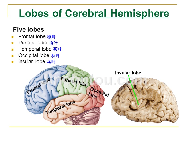 The Telencephalon_第4页