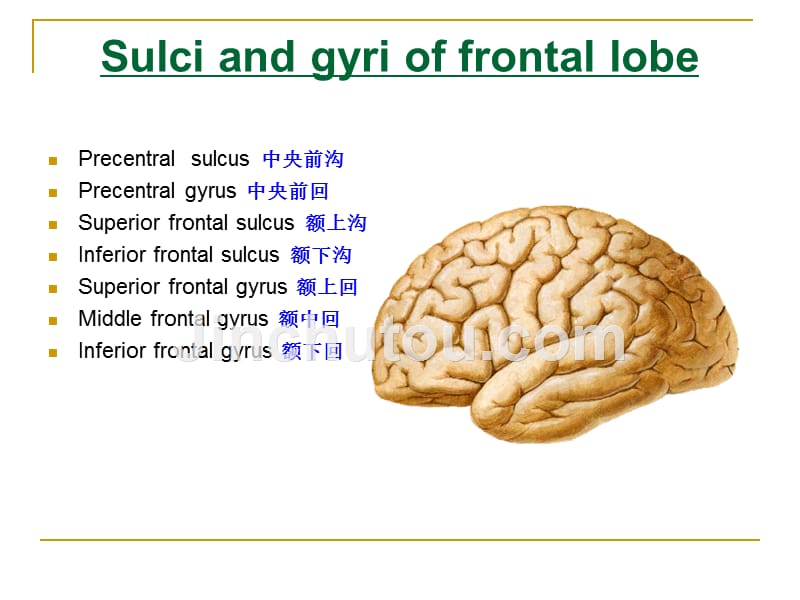 The Telencephalon_第5页