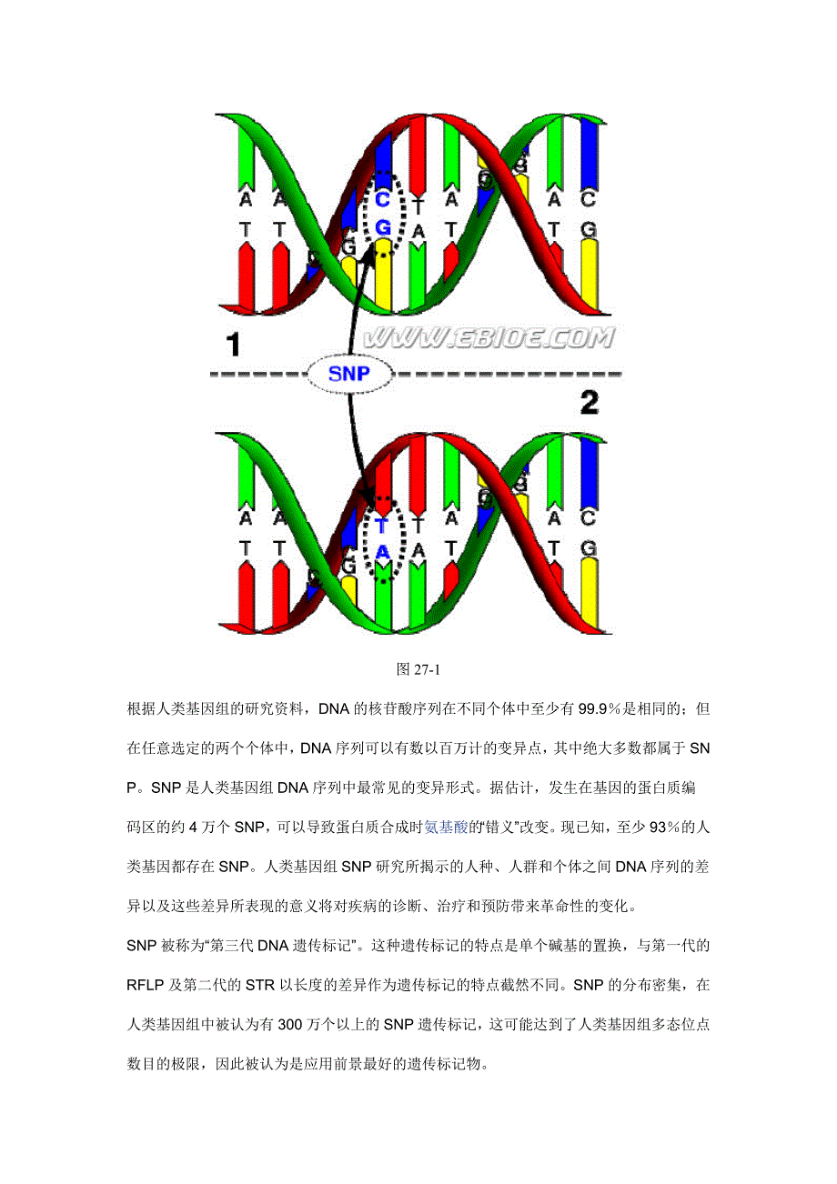 动物细胞基因组DNA SNP的生物芯片检测_第2页