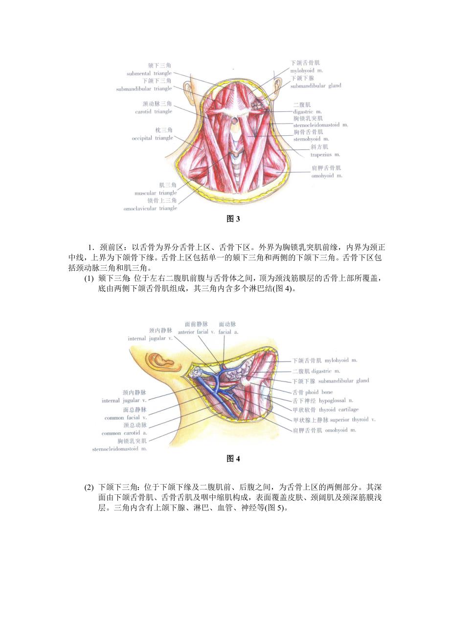 颈部应用解剖_第2页