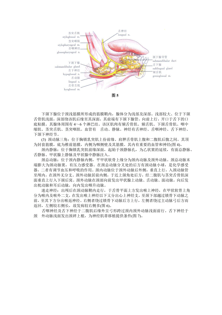 颈部应用解剖_第3页