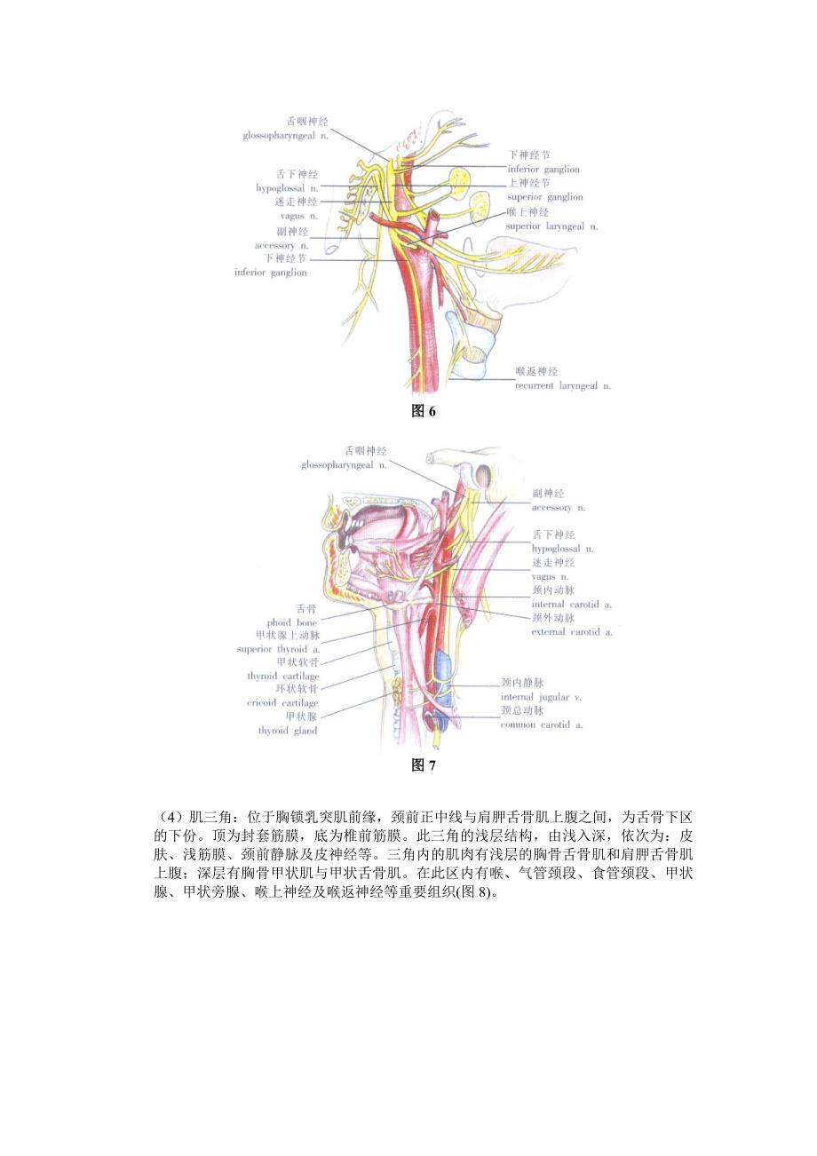 颈部应用解剖_第4页