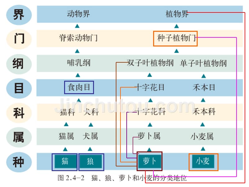 2012年秋七年级生物上册 第二单元 多彩的生物世界第四章生物的分类 第二节 生物的分类单位课件 济南版_第4页