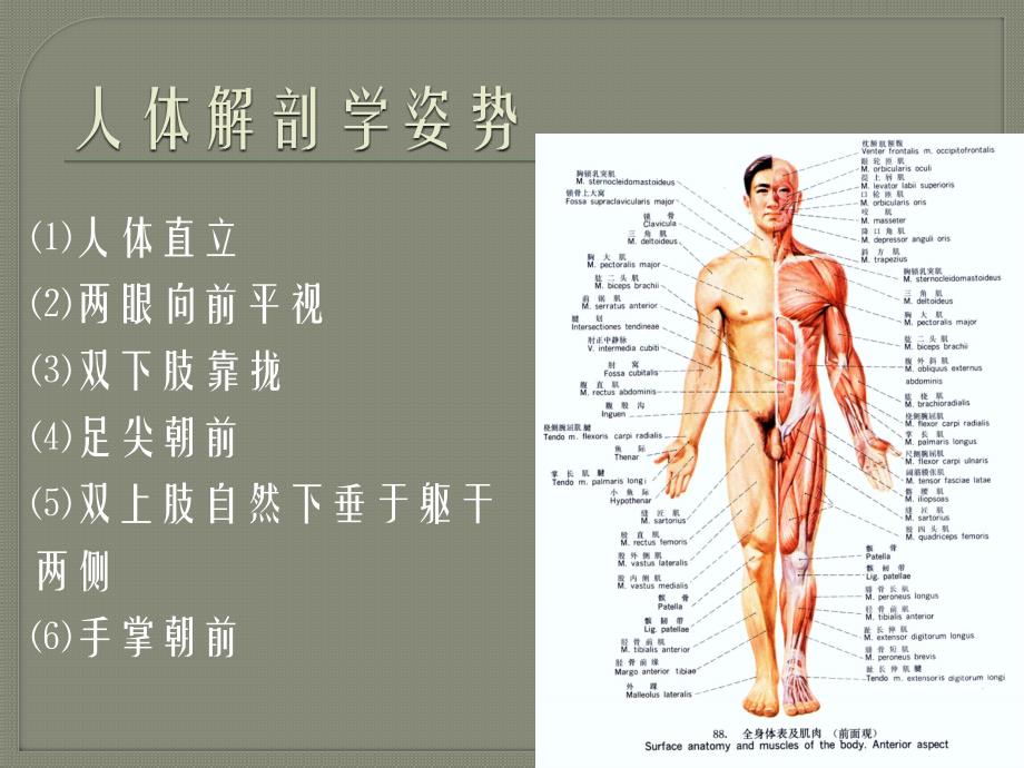 正常人体解剖学_第2页