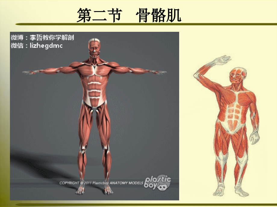 正常人体解剖学-第三节-骨骼肌1_第1页