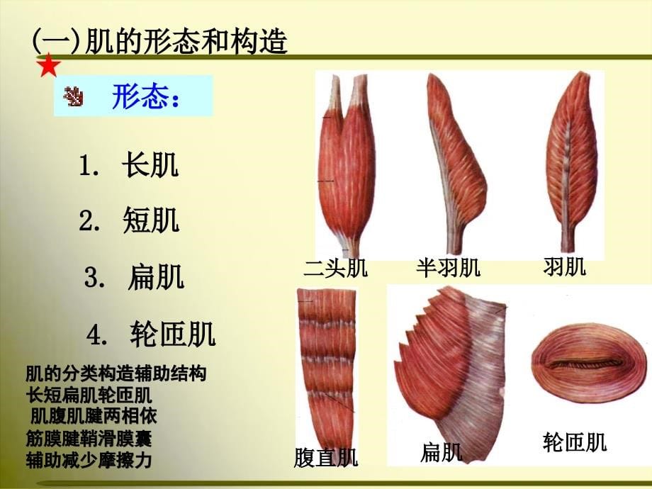 正常人体解剖学-第三节-骨骼肌1_第5页