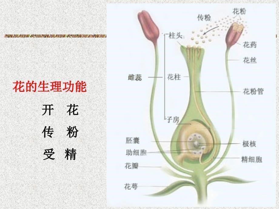 植物的器官——花_第5页