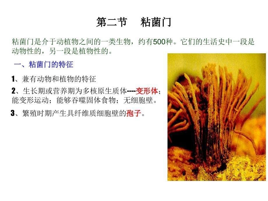 下-2、第二章  菌类植物_第5页