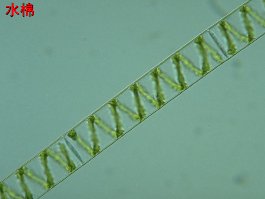 2012年秋七年级生物上册 第二单元 第一节 绿色植物的主要类群课件 济南版_第4页