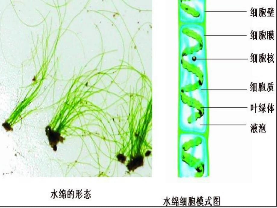 2012年秋七年级生物上册 第二单元 第一节 绿色植物的主要类群课件 济南版_第5页