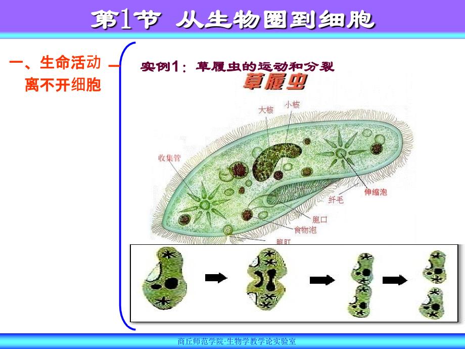 1教学目标：（1）举例说出生命活动建立在细胞的基础上（2_第3页