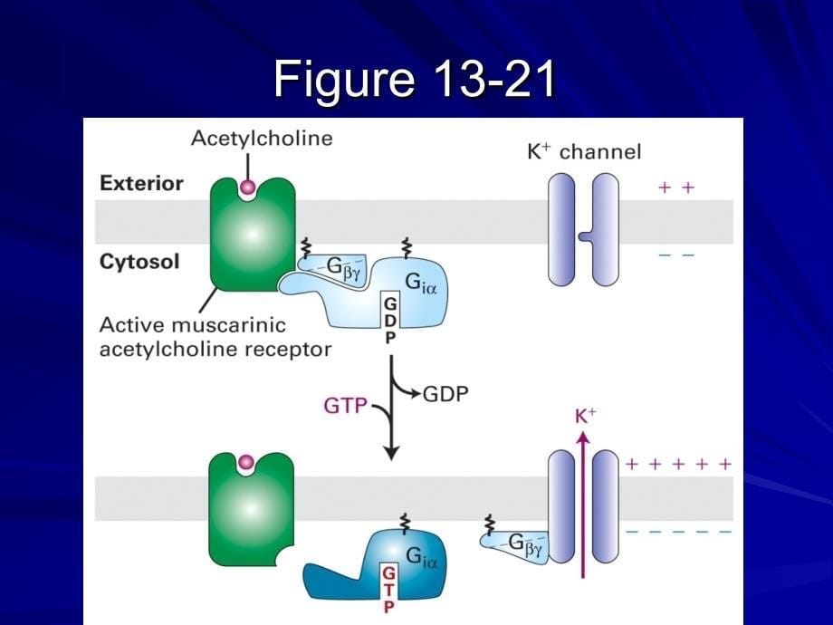 134 G Protein-Coupled Receptors That Regulate Ion Channels_第5页