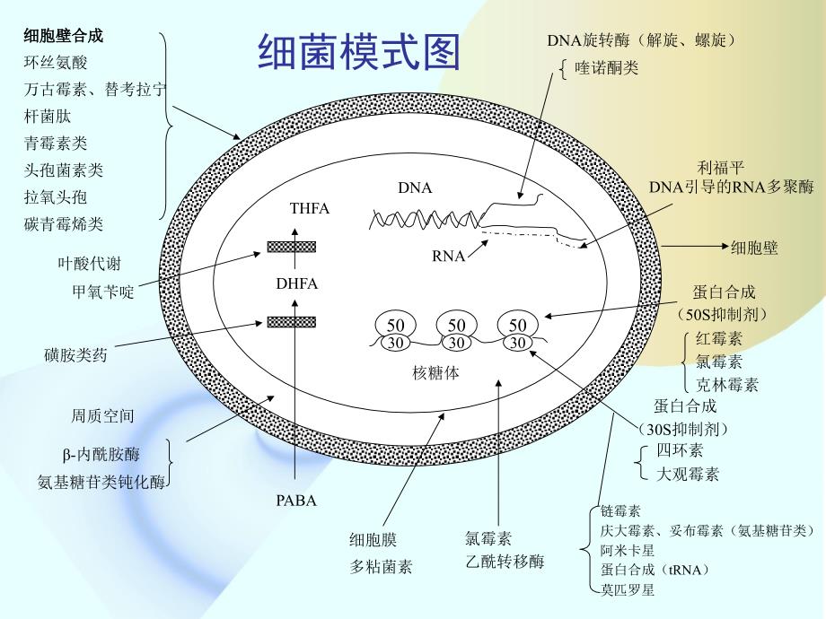 细菌耐药性及其防治_第3页