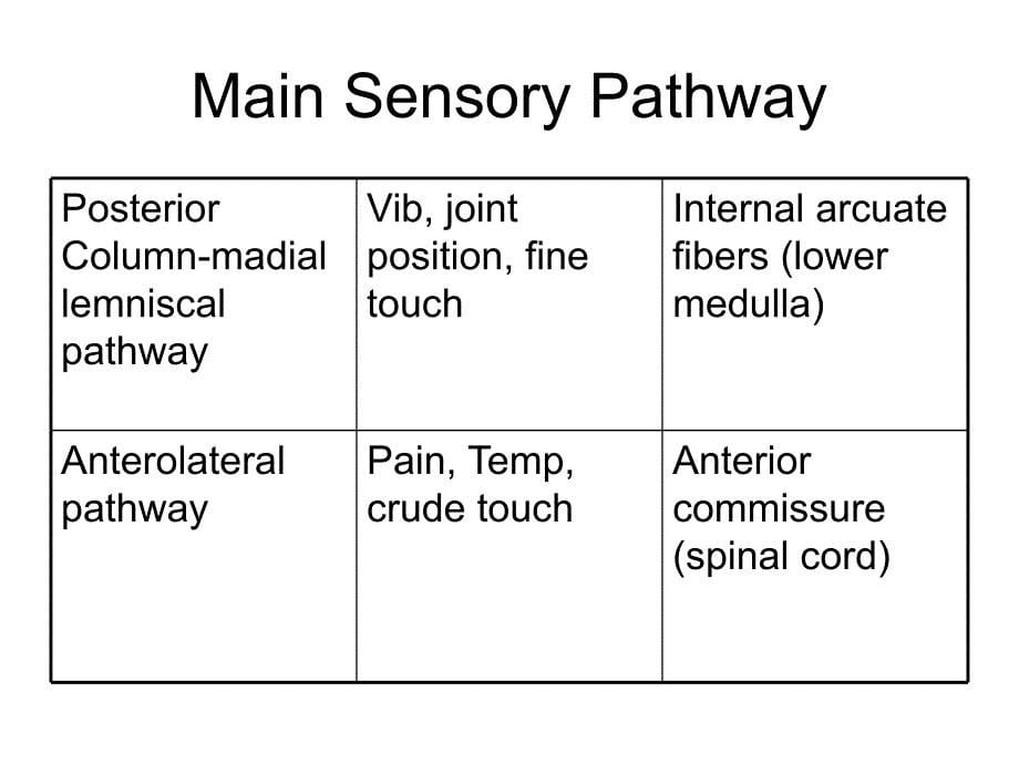 18 The Somatosensory System II Touch, Thermal Sense, …_第5页