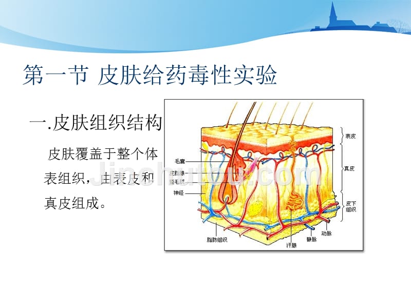 药物安全性评价-5.局部给药毒性试验_第3页