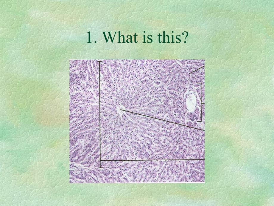 Digestive Histology_第2页