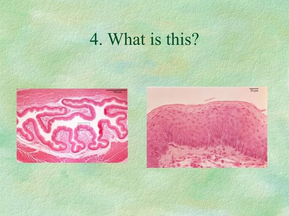 Digestive Histology_第5页