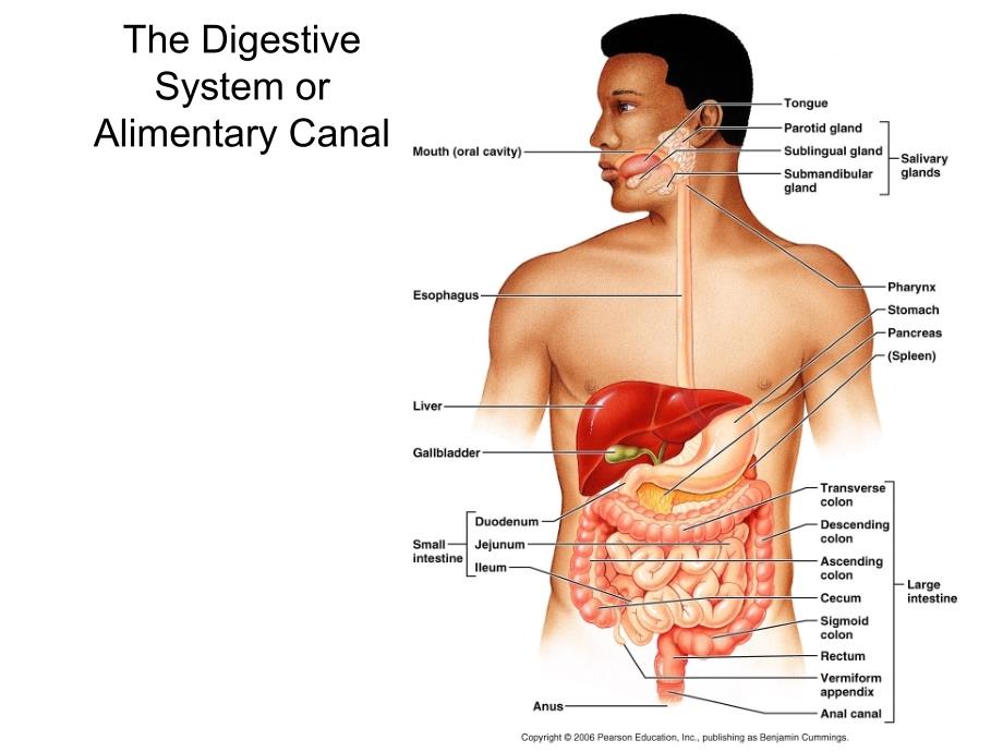 Digestive Models_第3页