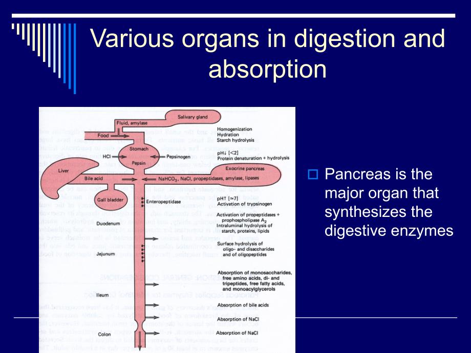 Digestive enzymes_第2页