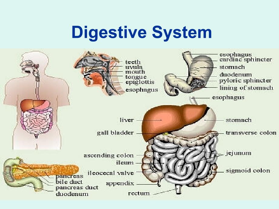 Digestive System - Solon City Schools_第2页