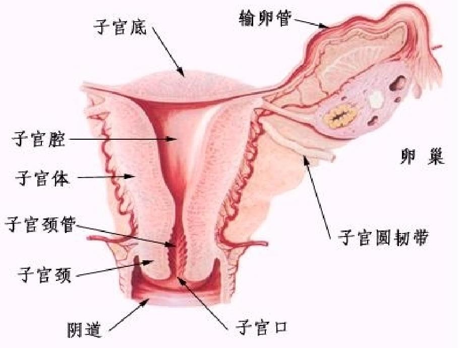 女性健康知识讲座_第4页