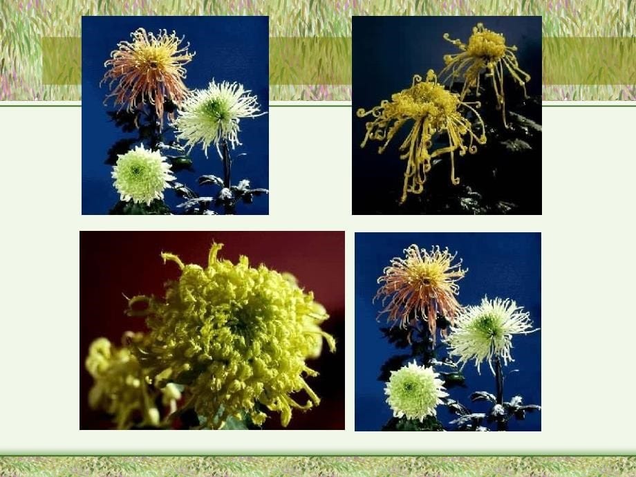 天然药物化学概述_第5页