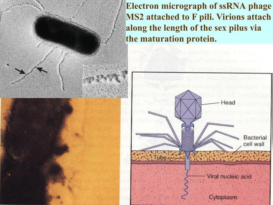 9噬菌体_下载_第5页
