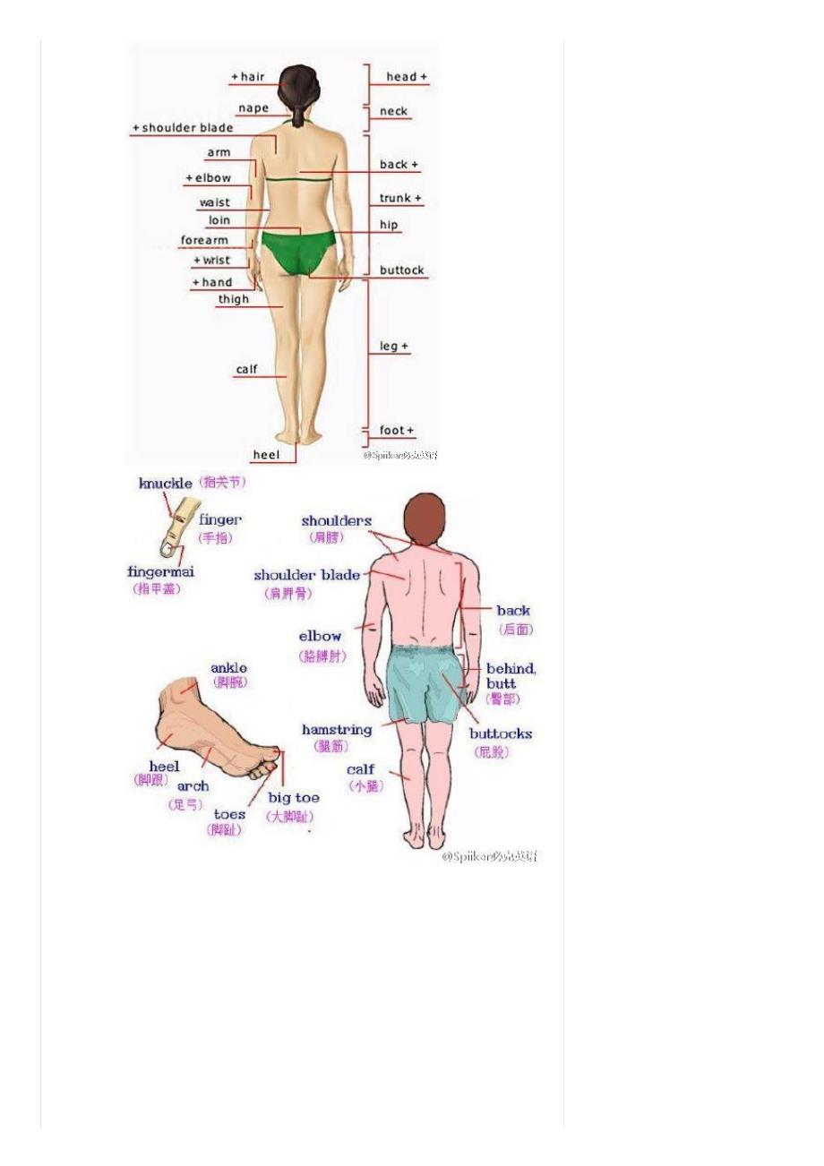 ENGLISH--九张图形象地告诉你身体各部位的英语词汇都怎么说_第2页