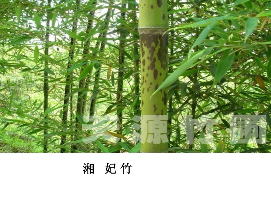 屈原《湘夫人》ppt课件_第2页