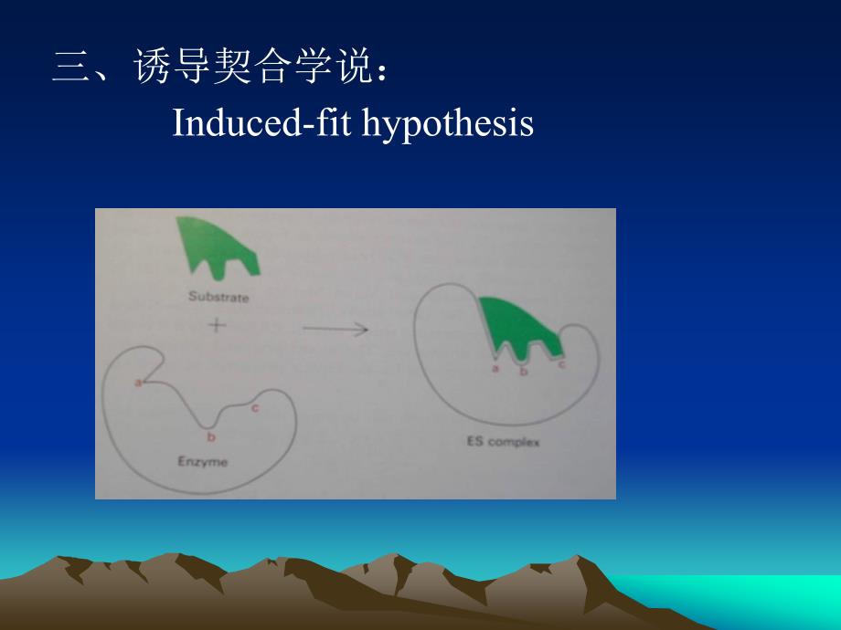 【2017年整理】10第十章酶作用的结构基础_第3页