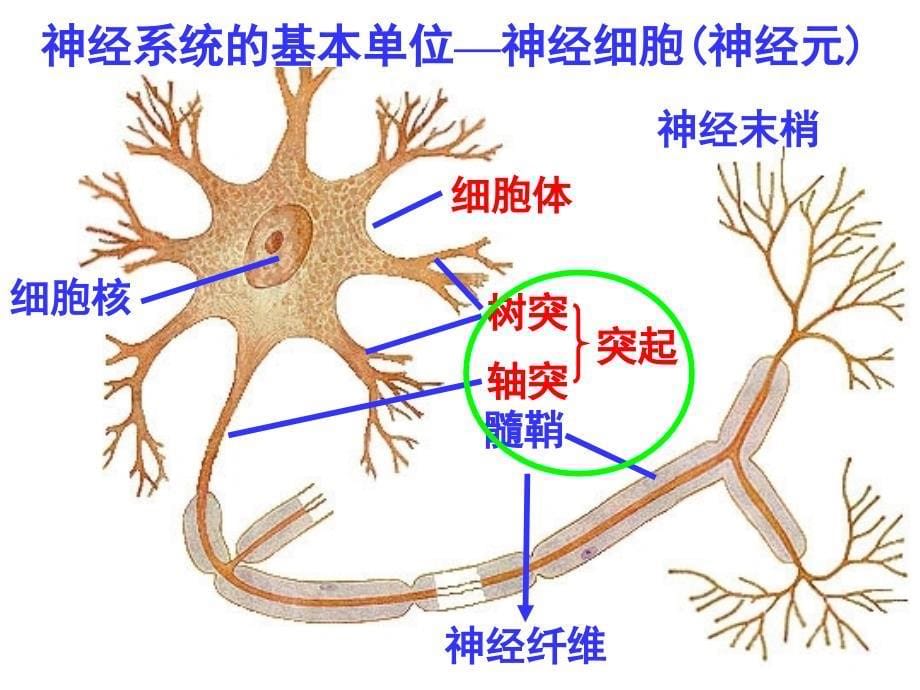 上课用2.1通过神经系统的调节_第5页