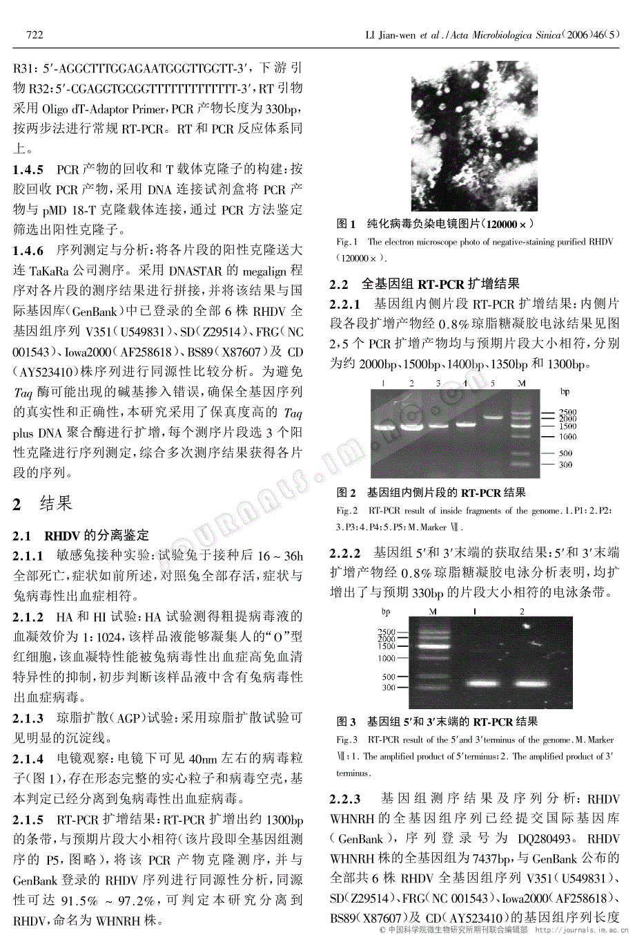 兔出血症病毒(RHDV)WHNRH株的分离鉴定及基因组全序列的测定与分析_第3页