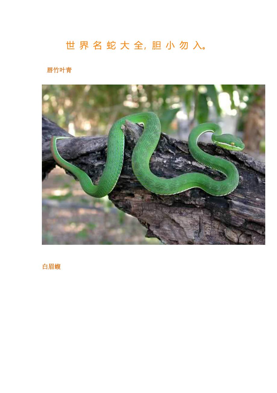 世界上蛇的所有种类名蛇大全_第1页