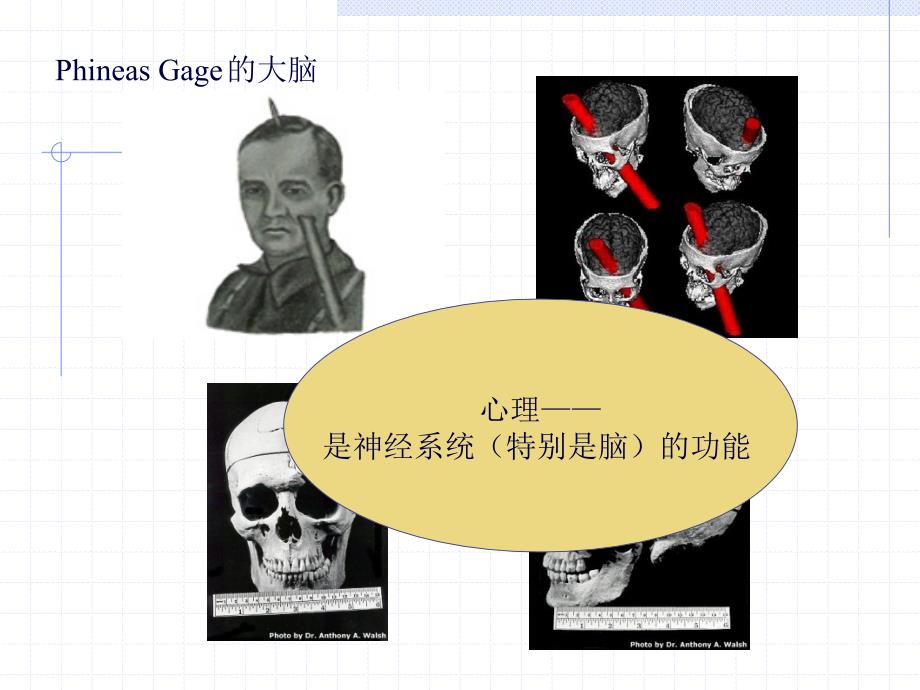 北京联合大学师范学院_吴雪疆_第二章_心理的神经学基础_第2页