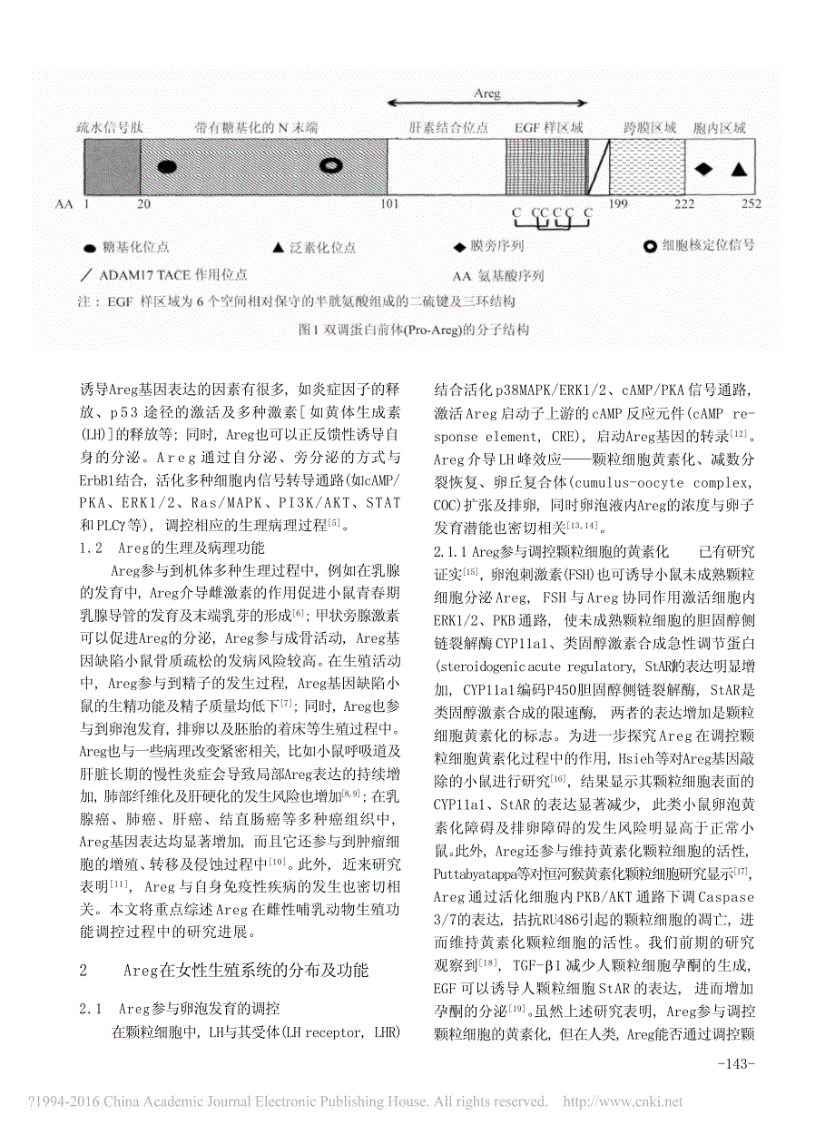 双调蛋白在女性生殖系统作用的研究进展于医萍_第2页