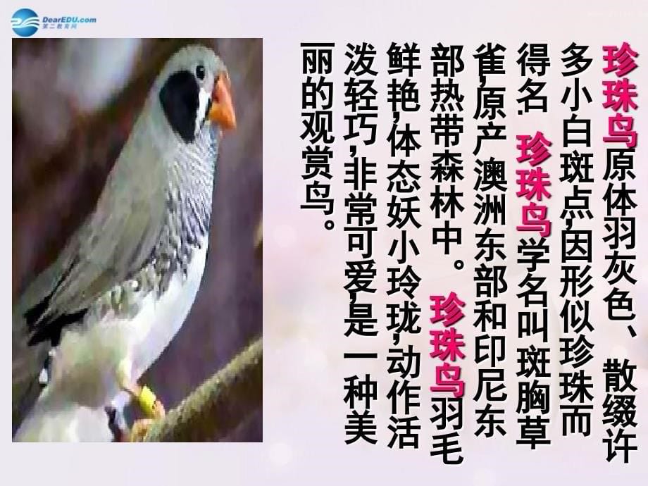 六年级语文上册 17《珍珠鸟》课件2 北京版_第5页