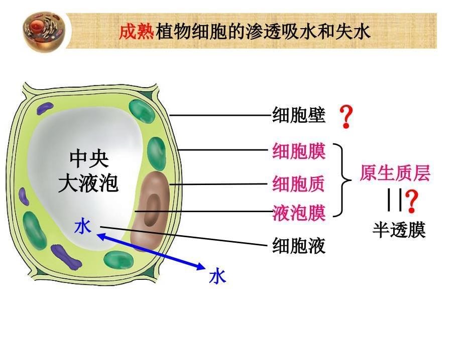 第二讲 细胞的结构和功能 细胞的分裂_第5页