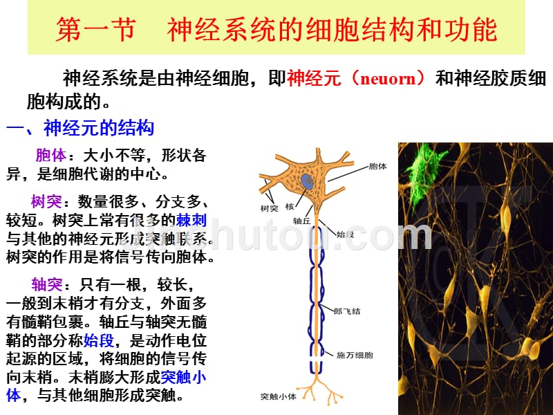 第6章-神经系统_第4页