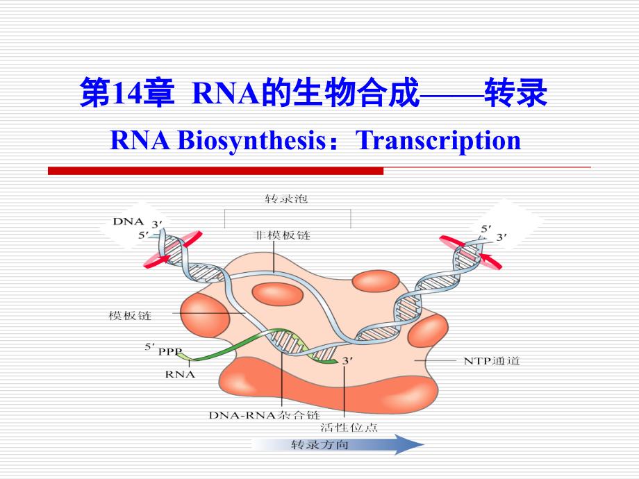 第14章RNA的生物合成-转录-WJ2_第1页