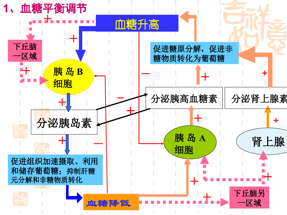 下丘脑在生命活动调节中的作用_第4页