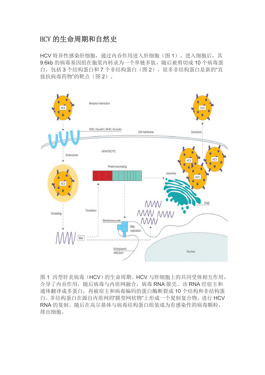 丙肝自然史及抗病毒治疗_第1页