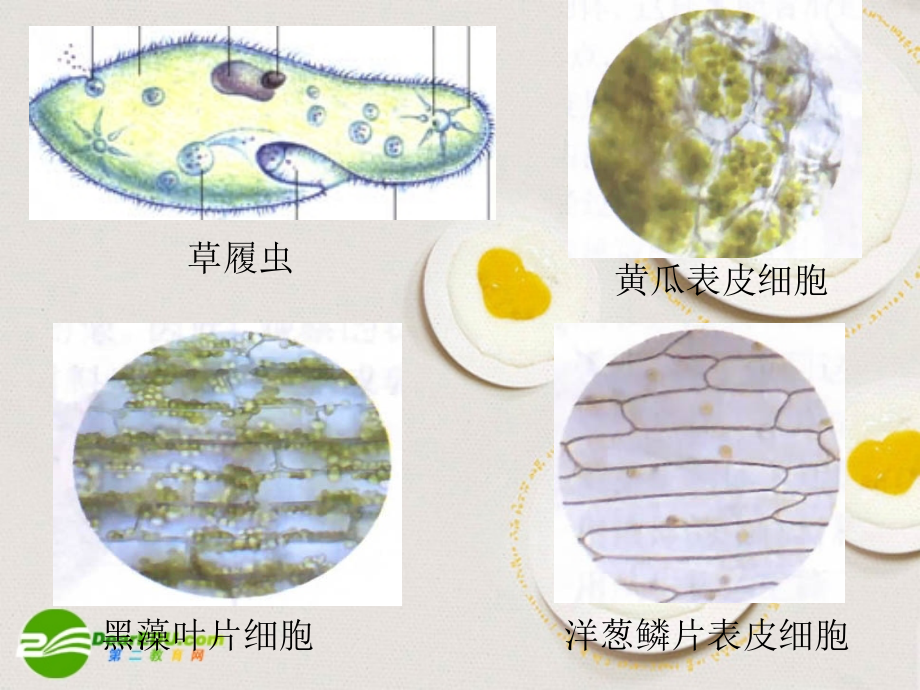 2.1.1使用显微镜_第3页