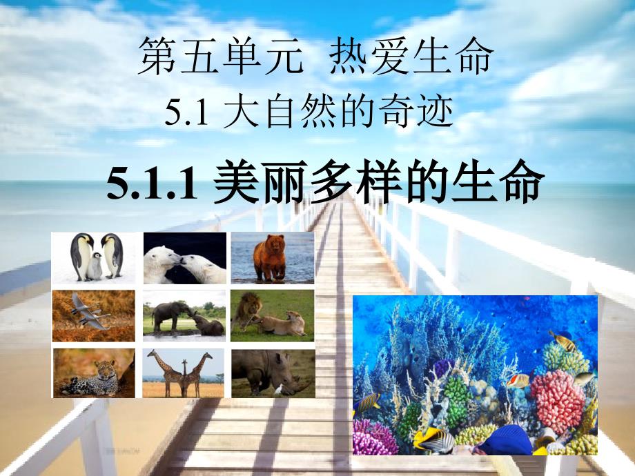 5.1.珍爱生命_第1页